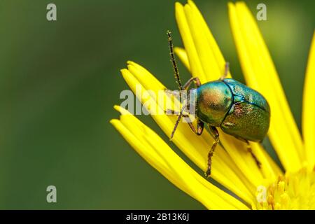 Minzblättriger Käfer (Chrysolina herbacea), auf Gelbblüten sitzend, Deutschland, Baden-Württemberg Stockfoto