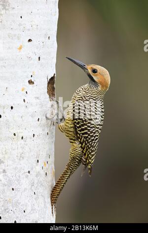 Fernandinas Flicker (Colaptes fernandinae), männlich sitzt vor seiner Höhle, Kuba, Zapata-Nationalpark Stockfoto