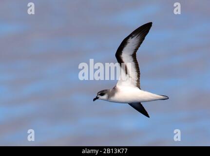 Schwarzgeflügelter Petrel (Pterodroma nigripennis), der über den pazifischen Ozean, Neuseeland, fliegt Stockfoto