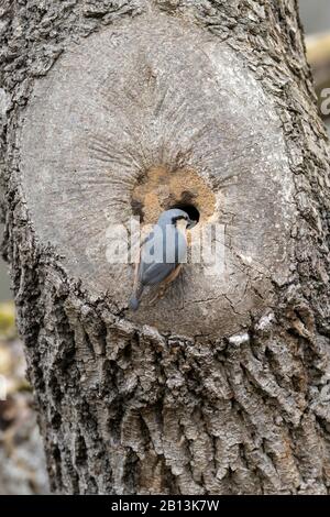 Eurasischer Nuthatch (Sitta europaea), der sein Nest in einer Baumhöhle baut, das Einstiegsloch wird mit Ton reduziert, Deutschland Stockfoto