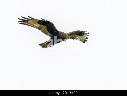 Amerikanischer Rough-bleged Buzard (Buteo lagopus sanctijohannis), Unreife dunkle Morphe, Azoren Stockfoto