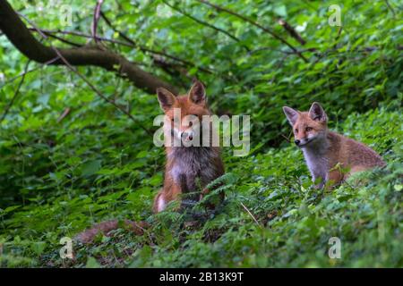 Rotfuchs (Vulpes vulpes), Weibchen mit Pup sitzt auf einer Lichtung, die seine Schnauze leckt, Schweiz, Sankt Gallen Stockfoto