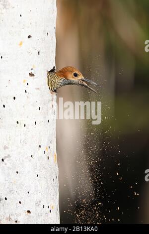 Fernandinas Flicker (Colaptes fernandinae), Weiblich wirft abgebrochenes Holz aus der Höhle, Kuba, Zapata-Nationalpark Stockfoto