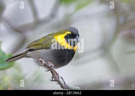 Kubanische Grasquit (Tiaris Canora), männlich sitzt auf einem Zweig, Kuba, Las Terrazas Stockfoto