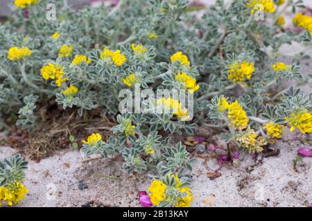 Meer Medick, Meer Burclover (Medicago Marina), blühen Stockfoto