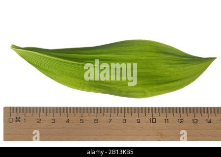 Europäische Liliensilie (Convallaria majalis), Blatt, Ausschnitt mit Lineal, Deutschland Stockfoto
