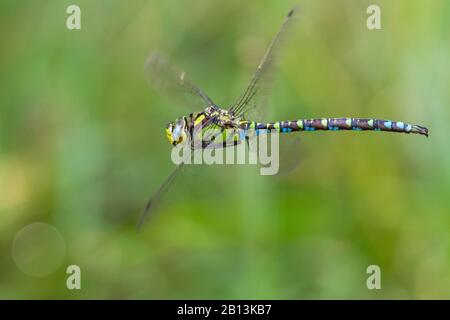 Blau-Grün-Darner, Südliche Aeschna, Südhändler (Aeshna cyanea), männlich im Flug, Deutschland, Baden-Württemberg Stockfoto