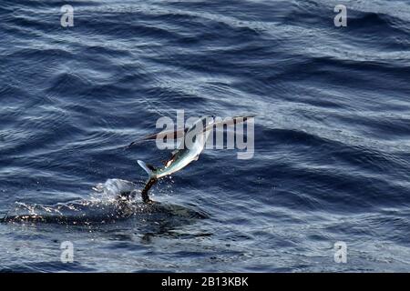 Fliegende Fischarten, die von der Meeresoberfläche, dem Atlantik, abfliegen Stockfoto