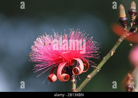 Rasierpinselbaum (Pseudobombax Ellipticum), Knospen und Blume, Kuba Stockfoto