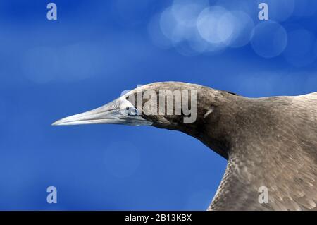 Brown Booby (Sula leucogaster), im Flug über den mittleren atlantischen Ozean, Afrika Stockfoto