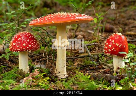 Fliegen Sie agarisch (Amanita muscaria), drei Fruchtkörper auf Waldboden, Deutschland, Bayern, Ammergauer Alpen Stockfoto