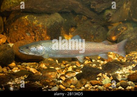 Donau-Lachs, Huchen (Hucho hucho), männlich, Deutschland Stockfoto