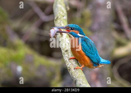 Fluss-Eisvogel (Alcedo atthis), männlich mit gefangenem Fisch, Deutschland, Baden-Württemberg Stockfoto