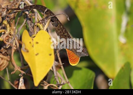 Brown anole, Bahaman anole, De la Sagra's Anole (Norops sagrei, Anolis sagrei), männlich mit aufgerichteter Dewlap, Kuba Stockfoto