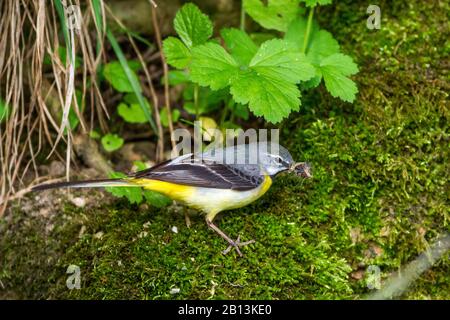 Grau-schwanz (Motacilla cinerea), männlich mit Futter in der Rechnung auf moosem Boden, Seitenansicht, Deutschland, Baden-Württemberg Stockfoto