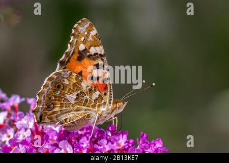 Bemalte Dame (Cynthia cardui, Vanessa cardui, Pyrameis cardui), die Nektar an einer Buddleia saugt, Deutschland, Baden-Württemberg Stockfoto