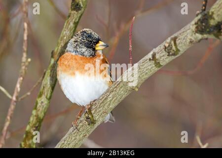 Brambling (Fringilla montifringilla), männlich auf einer Filiale, Deutschland, Baden-Württemberg Stockfoto