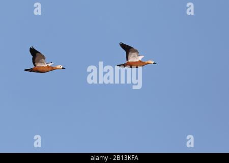 Ruddige Shelduck (Tadorna ferruginea, Casarca ferruginea), fliegendes Paar, Kanarische Inseln, Fuerteventura Stockfoto