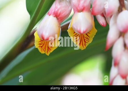 Schalenginger, Helles Galangal, Rosa Porzellanlilie, Shell-Blume, Variierter Ingwer, Schmetterlingsginger (Alpinia zerumbet), Blumen, Kuba Stockfoto