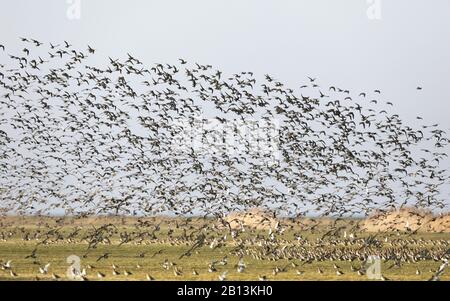 Europäischer goldener Pflaum (Pluvialis apricaria), Herde fliegen auf, Niederlande, Frisia Stockfoto