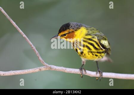 Cape May Warbler (Dendroica tigrina), männlich auf einer Filiale, Kuba, Cayo Coco Stockfoto