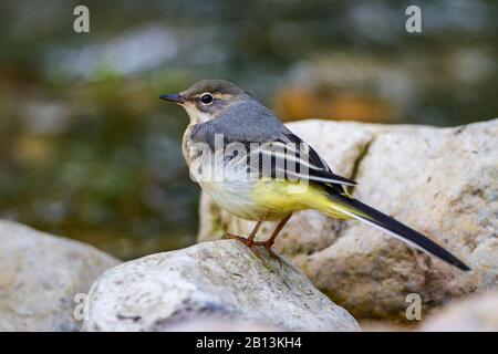 Grauschwanz (Motacilla cinerea), Jungvogel auf einem Stein, Deutschland, Baden-Württemberg Stockfoto