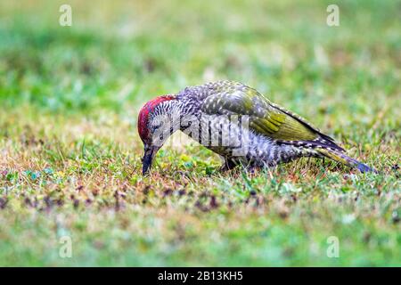 Grünspecht (Picus viridis), auf einer Wiese im juvenilen Gefieders forsten, Seitenansicht, Deutschland, Baden-Württemberg Stockfoto