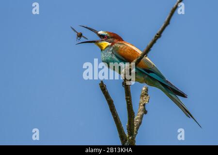 Europäischer Bienenfresser (Merops apiaster), Beutefang, Deutschland, Baden-Württemberg Stockfoto