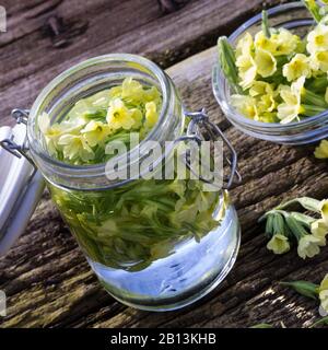 Echte Oxlippe (Primula elatior), Tinktur, aus gesammelten Blumen, Deutschland Stockfoto