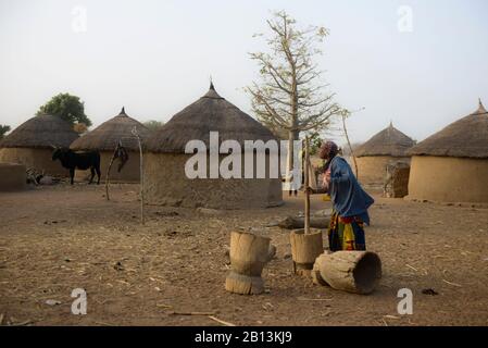 Landleben In Einem Fulani-dorf Der Sahelzone Im Nordöstlichen Burkina 