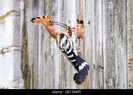 Hopfen (Upupa-Epops), der Jungvogel an einem Nistloch füttert, Seitenansicht, Deutschland, Baden-Württemberg Stockfoto