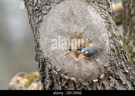 Eurasischer Nuthatch (Sitta europaea), der sein Nest in einer Baumhöhle baut, das Einstiegsloch wird mit Ton reduziert, Deutschland Stockfoto