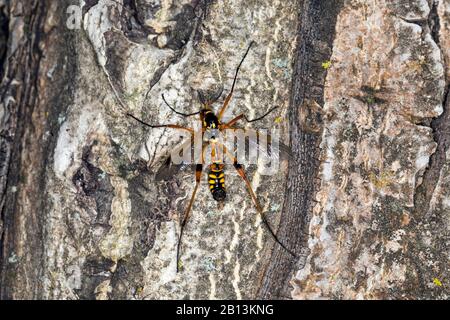 Kranfliege, Kranefly (Ctenophora elegans), männlich mit kämmartigen Antennen, Deutschland Stockfoto