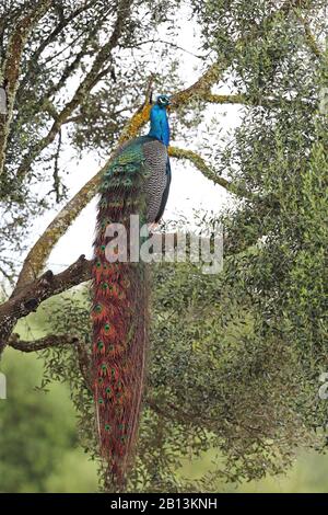 Gemeine Pfeule, indische Pfirsich, blaue Pfirsich (Pavo Cristatus), Männchen sitzt in einem Baum, Kuba Stockfoto