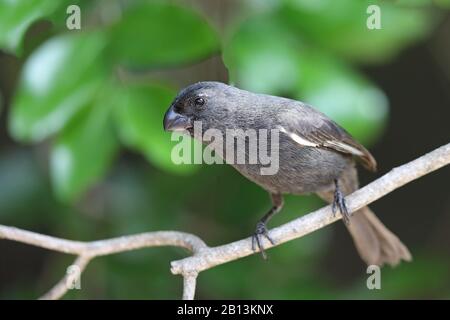 Kubanische Stierkampfarena (Melopyrrha nigra), weiblich in einem Zweig, Kuba, Cayo Coco Stockfoto