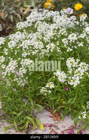 Süße Alison, süße Alyssum, Am Meer gelegene Lobularia (Lobularia maritima), blühend, Deutschland Stockfoto