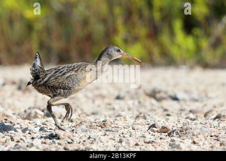 Klappenschiene (Rallus longirostris), Spaziergänge im Mangrove-Sumpf, Kuba, Zapata-Nationalpark Stockfoto