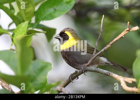 Kubanische Grasquit (Tiaris Canora), männlich sitzt auf einem Zweig, Kuba, Las Terrazas Stockfoto