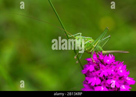 Zuckende grüne Buschwille, Zuckende grüne Buschkrickets, Zuckende grüne Busch-Krickets (Tettigonia cantans), weiblich auf pyramidaler Orchidee, Deutschland, Baden-Württemberg Stockfoto