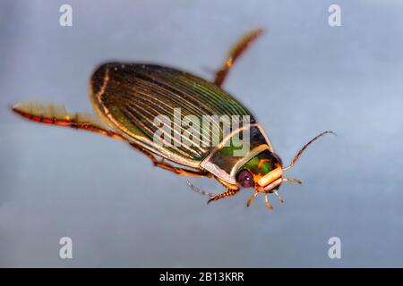 Großer Tauchkäfler (Dytiscus marginalis), weiblich, Deutschland, Baden-Württemberg Stockfoto