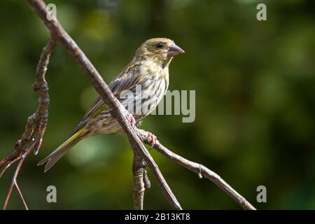 Westgrünfinch (Carduelis chloris, Chloris chloris), Juvenile sitzt auf einer Filiale, Deutschland, Baden-Württemberg Stockfoto