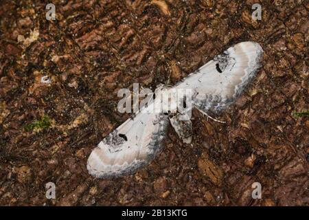 Kalkspeckpug (Eupithecia centaureata), sitzt auf Rinde, Deutschland Stockfoto