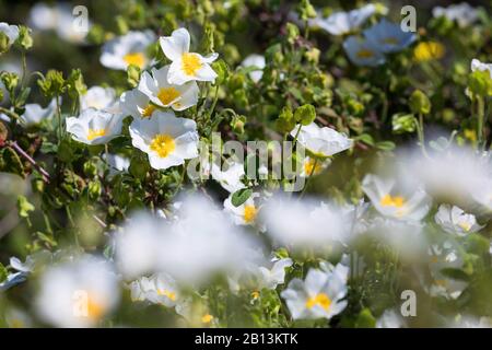 Sageleife Felsrose, Salbei-blättrige Felsrose (Cistus salviifolius), Blüte, Kroatien Stockfoto