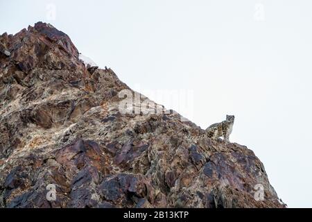 Schneeleopard (Uncia uncia, Panthera uncia), auf einem Felsen sitzend, Indien, Hemis National Park Stockfoto