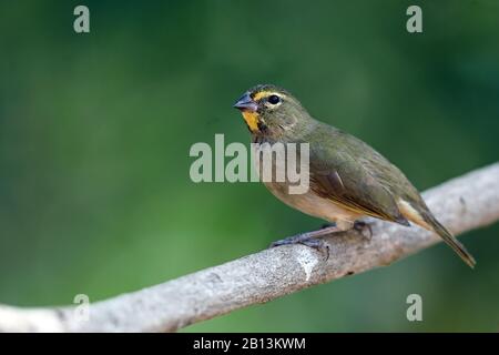 Gelb gesenktes Grassquit (Tiaris olivacea), junges Männchen sitzt auf einem Ast, Kuba, Cayo Coco Stockfoto