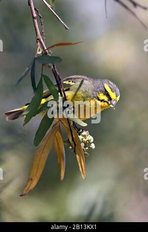 gelbstirniger kanarienvogel (Serinus mozambicus), Perches auf einer Perücke und Fütterblüten, Südafrika, Provinz Nord-West, Pilanesberg-Nationalpark Stockfoto