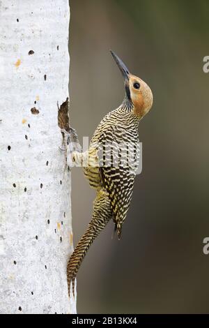 Fernandinas Flicker (Colaptes fernandinae), männlich sitzt vor seiner Höhle, Kuba, Zapata-Nationalpark Stockfoto