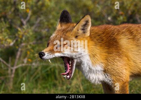 Europäischer Roter Fuchs (Vulpes vulpes crucigera), Gähnen, Seitenansicht, Niederlande, Nordholländer Stockfoto