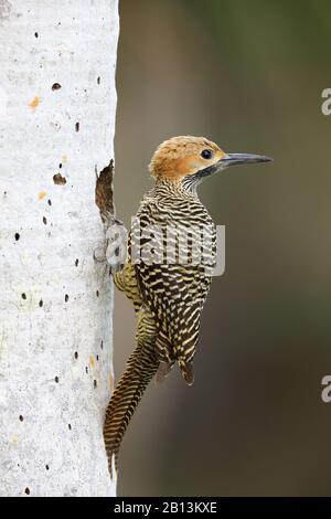 Fernandinas Flicker (Colaptes fernandinae), männlich sitzt vor seiner Höhle, Kuba, Zapata-Nationalpark Stockfoto