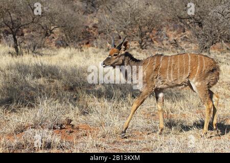 Nyala (Tragelaphus angasi), junger Mann, der im Achselzucken spazieren geht, Seitenansicht, Südafrika, Kimberley Stockfoto